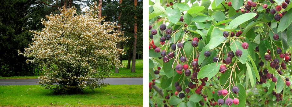 Hecke mit Vogelbeeren Photos